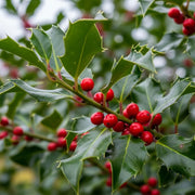 10m Best Mixed Native Wildlife Hedging | Growers Choice